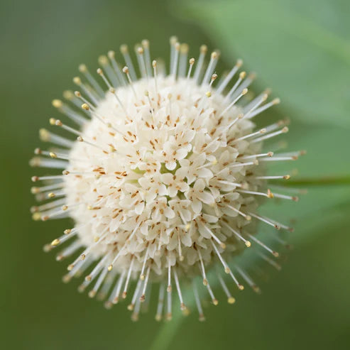 A close-up photograph of a spherical white flower head with many thin radiating stamens, set against a soft blurred green background.