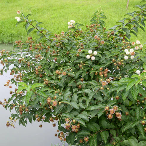 A leafy green plant with clusters of small white flowers and many brown dried flower buds, growing beside a body of water with grass in the background.