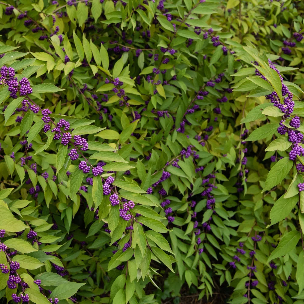 American Beautyberry Bush