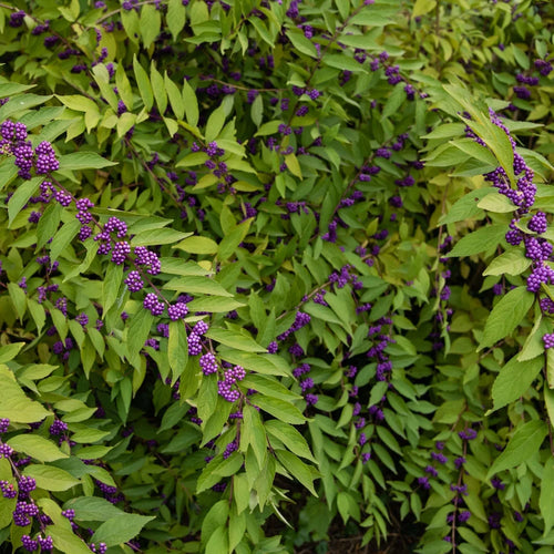 American Beautyberry Bush