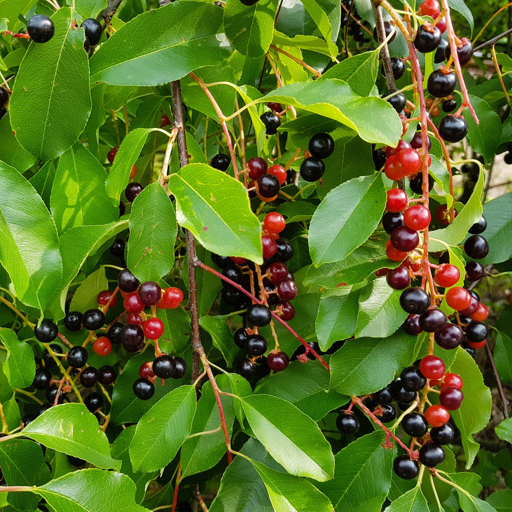 Close-up of a leafy green plant with clusters of dark purple-black and red berries hanging from thin stems.
