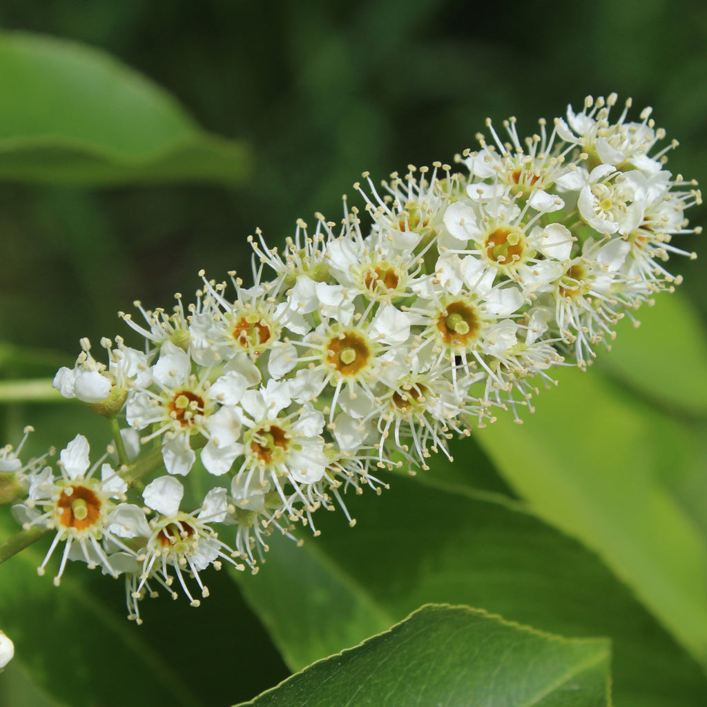 A close-up of a flowering branch with many small white blossoms and yellow-orange centers, set against green leaves and a soft blurred green background.