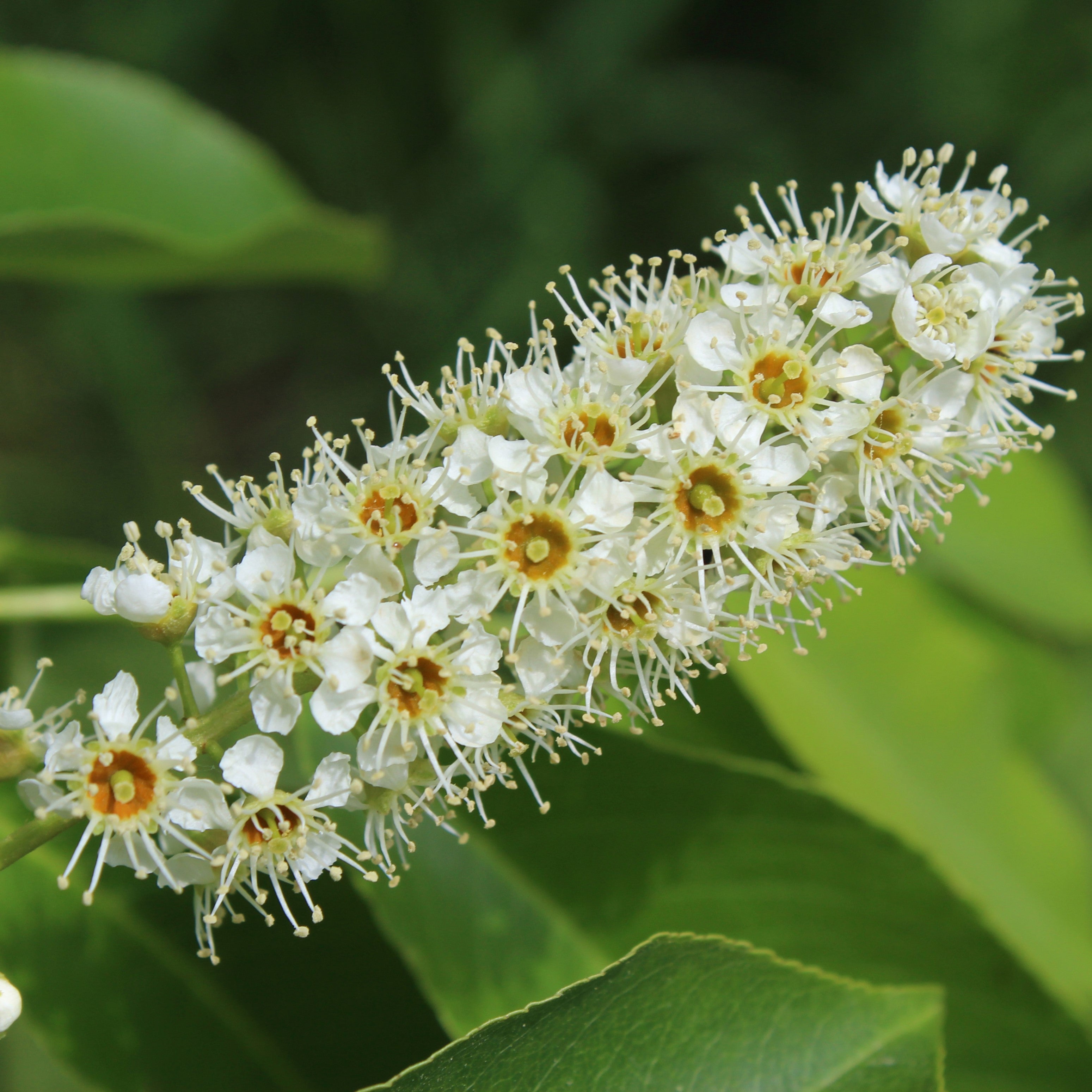 A close-up of a flowering branch with many small white blossoms and yellow-orange centers, set against green leaves and a soft blurred green background.