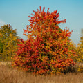 A vibrant autumn tree with dense red, orange, and yellow leaves standing in a field of dry brown grass under a clear blue sky.