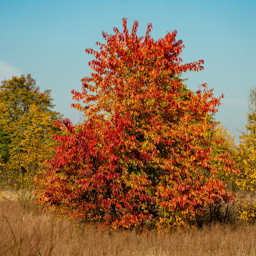 A vibrant autumn tree with dense red, orange, and yellow leaves standing in a field of dry brown grass under a clear blue sky.