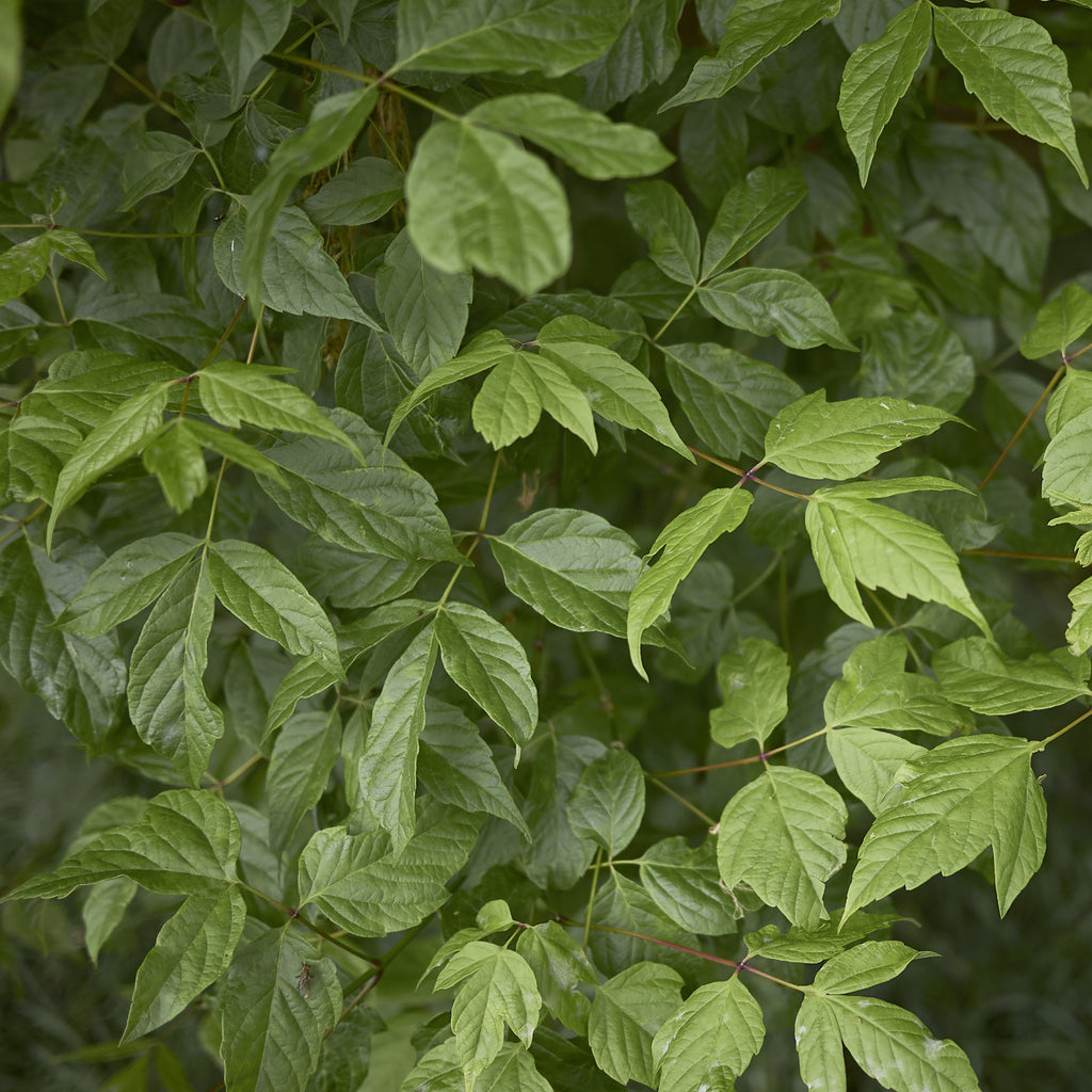 Boxelder Maple Tree