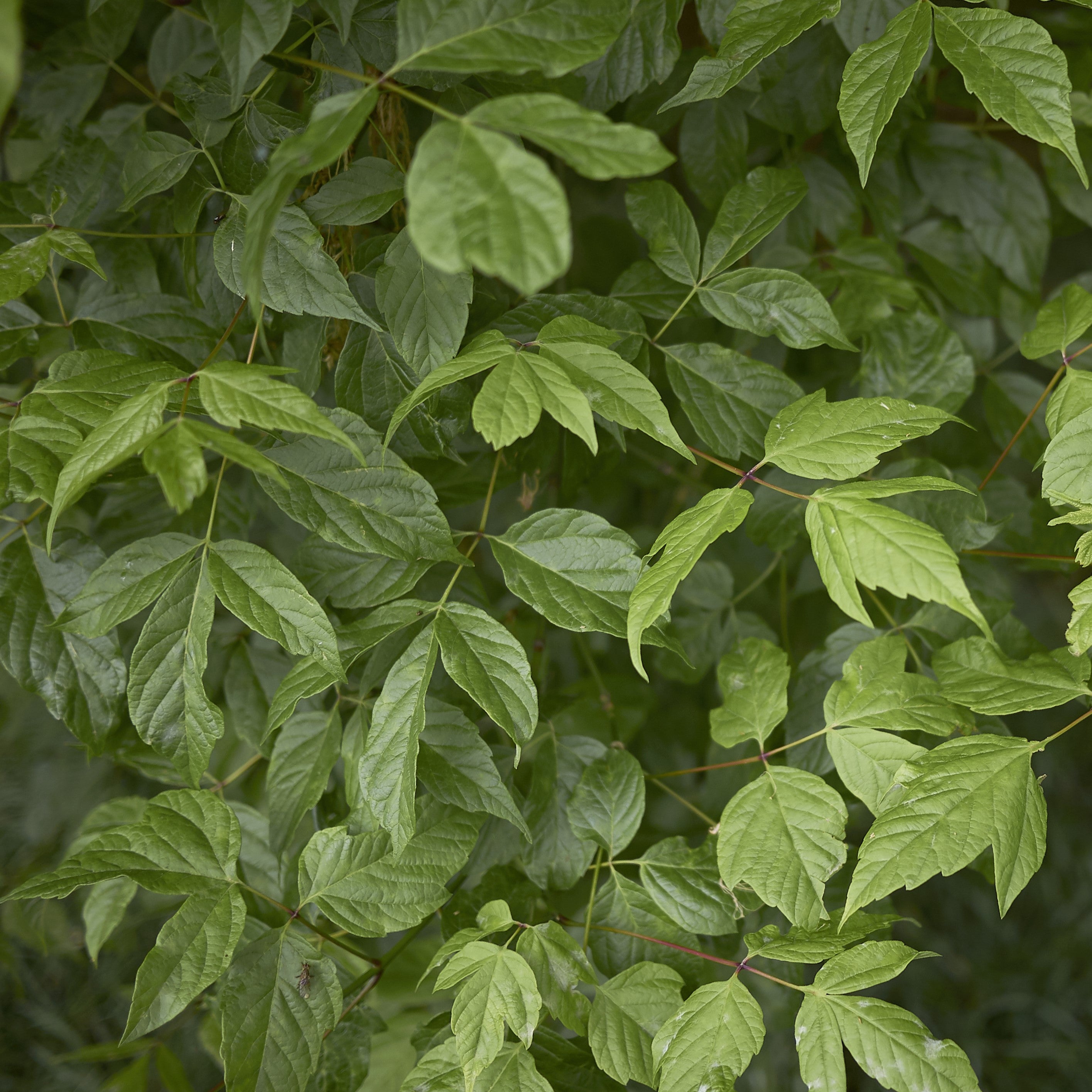 Boxelder Maple Tree