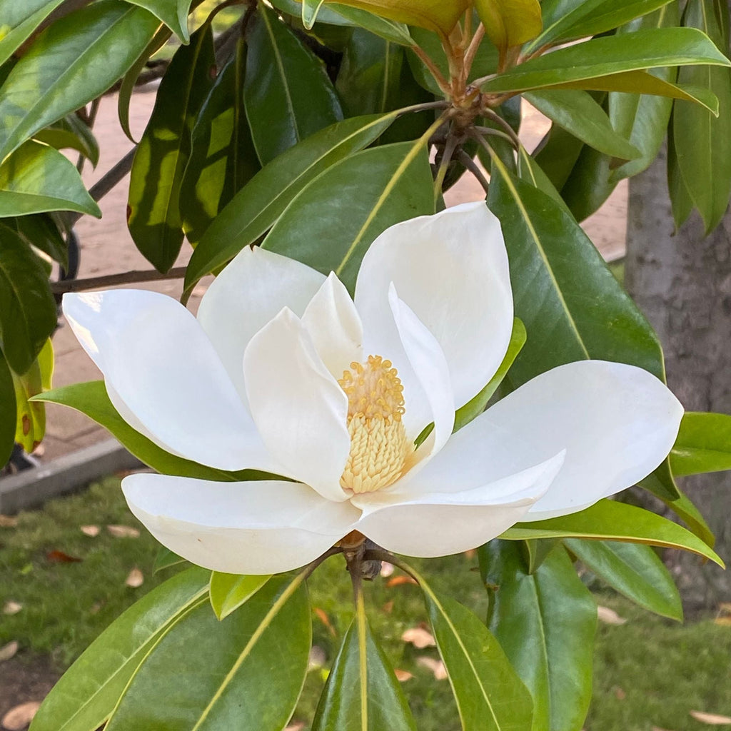 Brackens Brown Beauty Magnolia