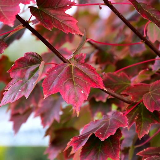 Brandywine Maple Tree