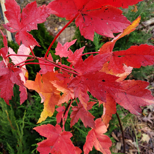 Brandywine Maple Tree