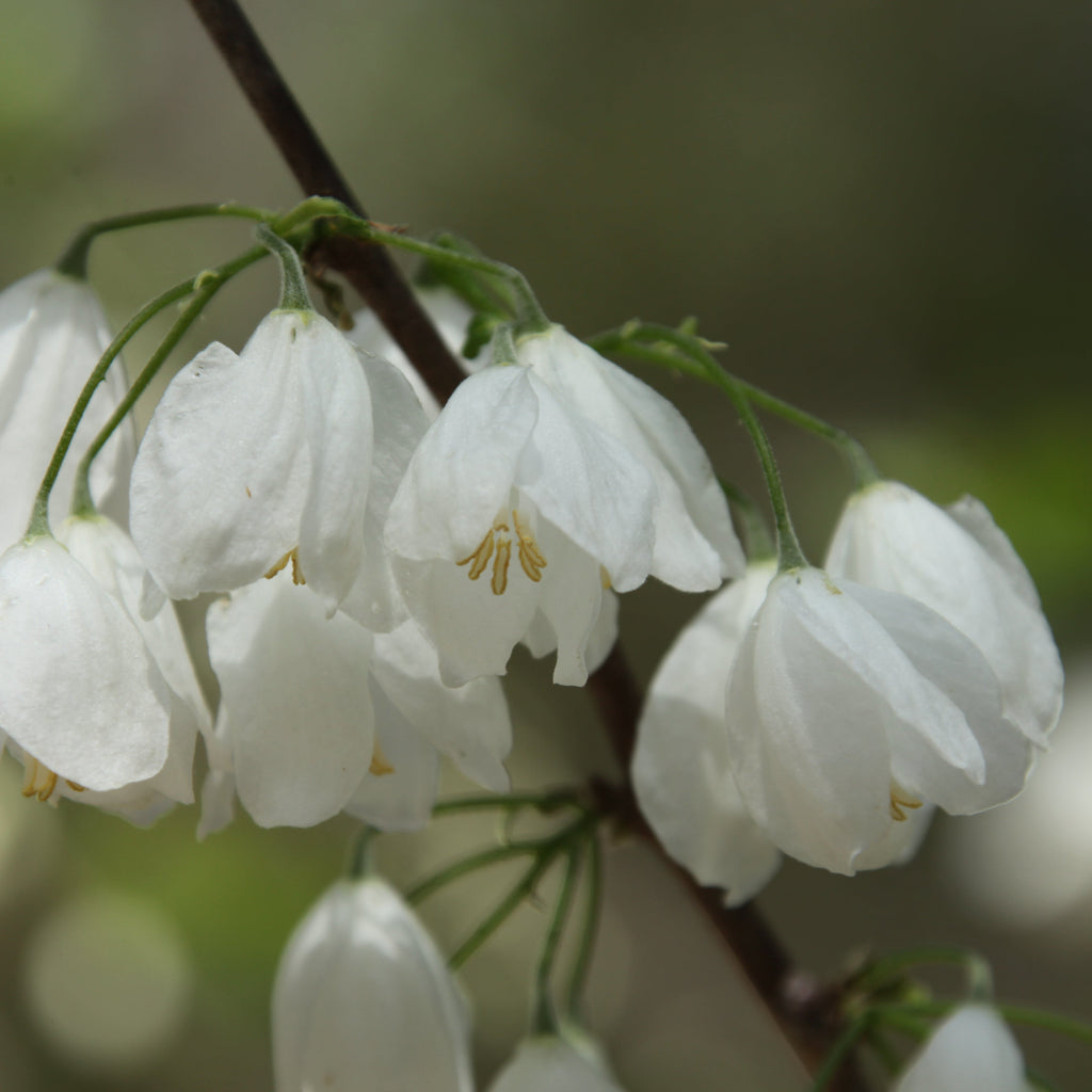 Close-up of white bell-shaped flowers hanging from a dark brown branch against a soft, blurred green and gray natural background.