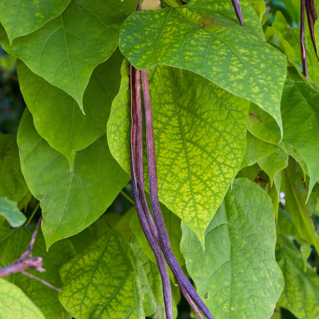 Northern Catalpa Tree