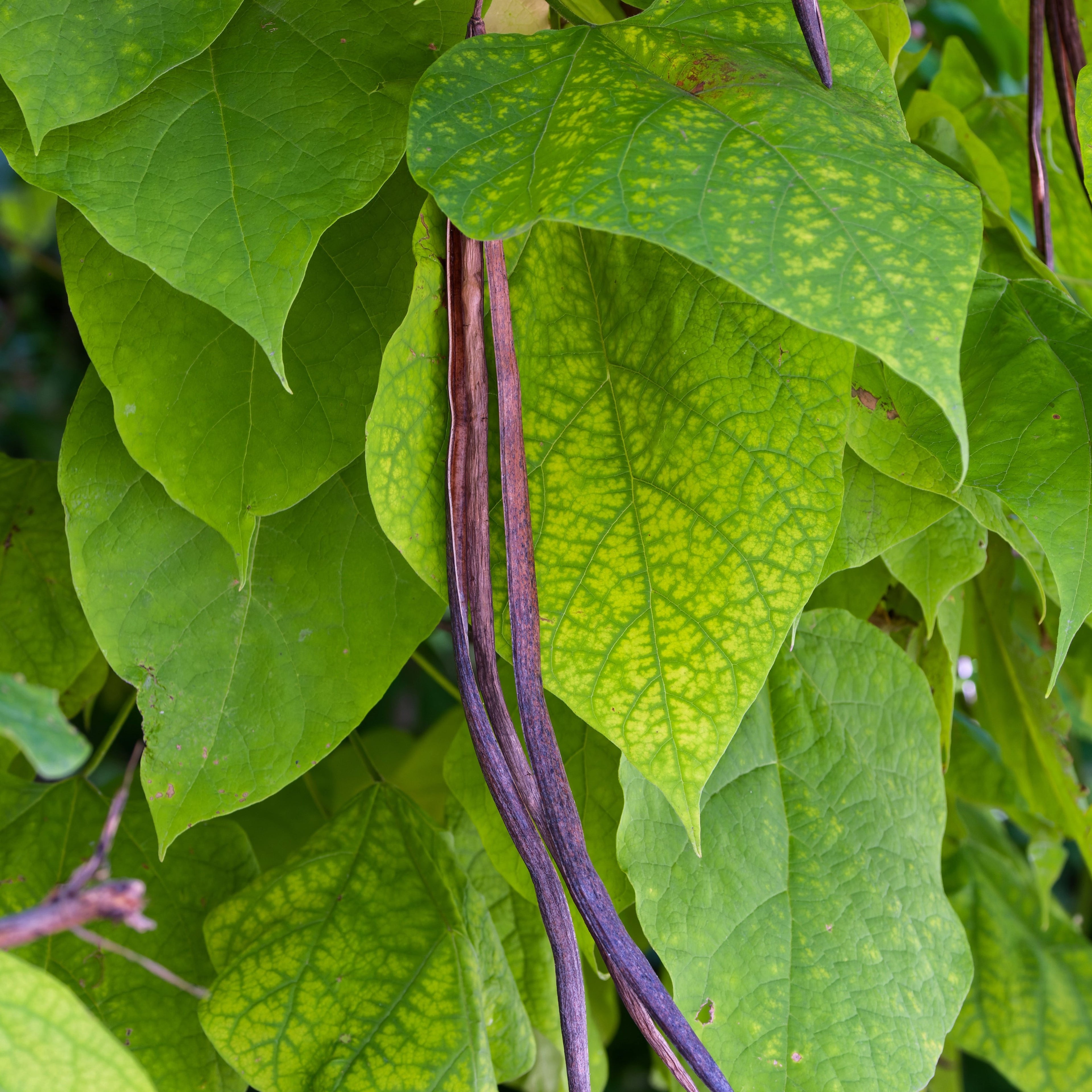 Northern Catalpa Tree
