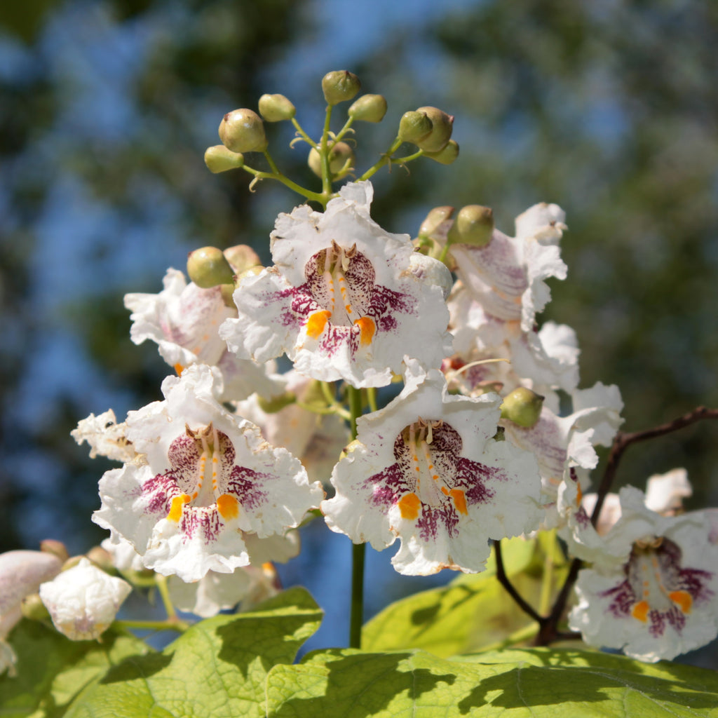Northern Catalpa Tree