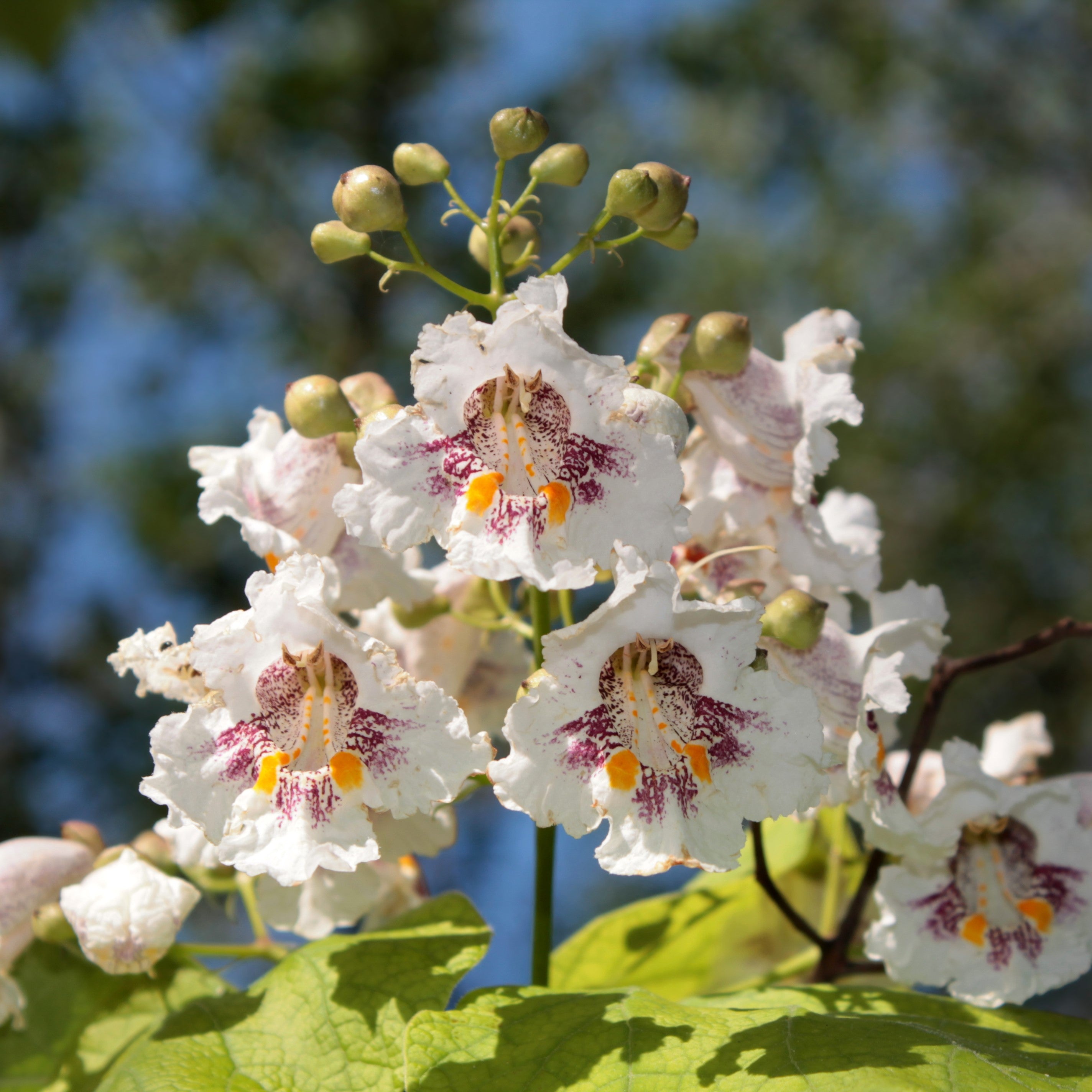 Northern Catalpa Tree