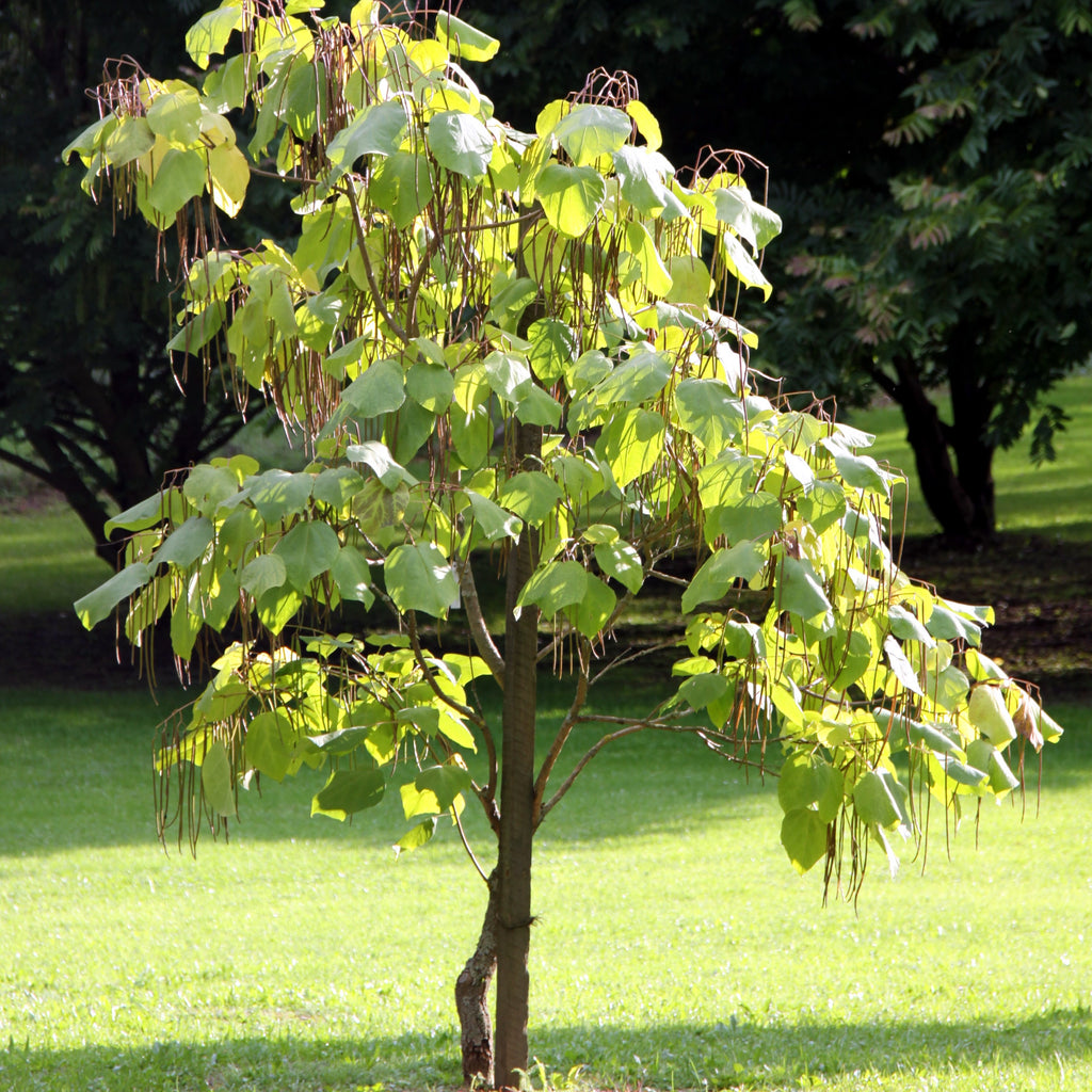Northern Catalpa Tree