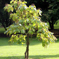 Northern Catalpa Tree