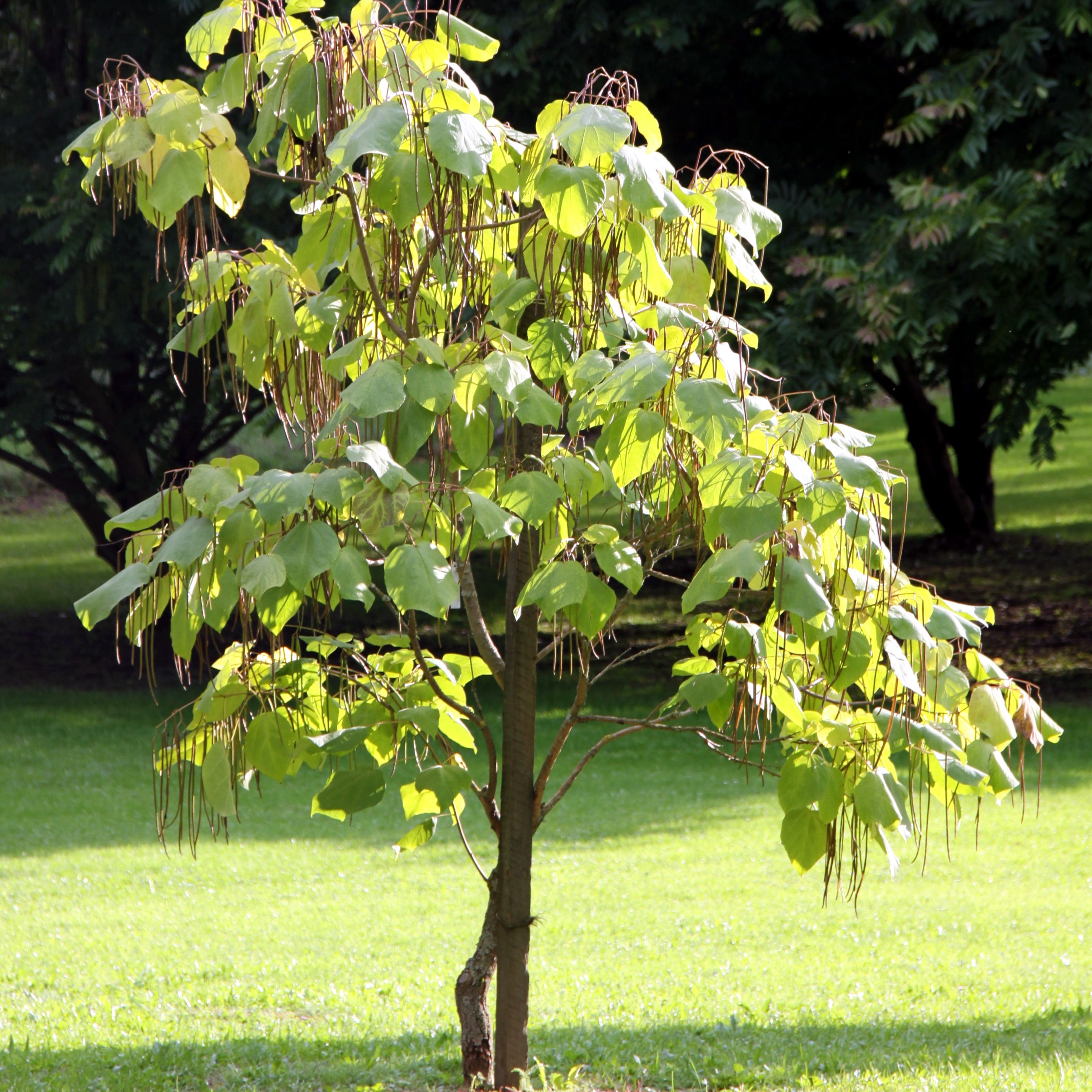Northern Catalpa Tree