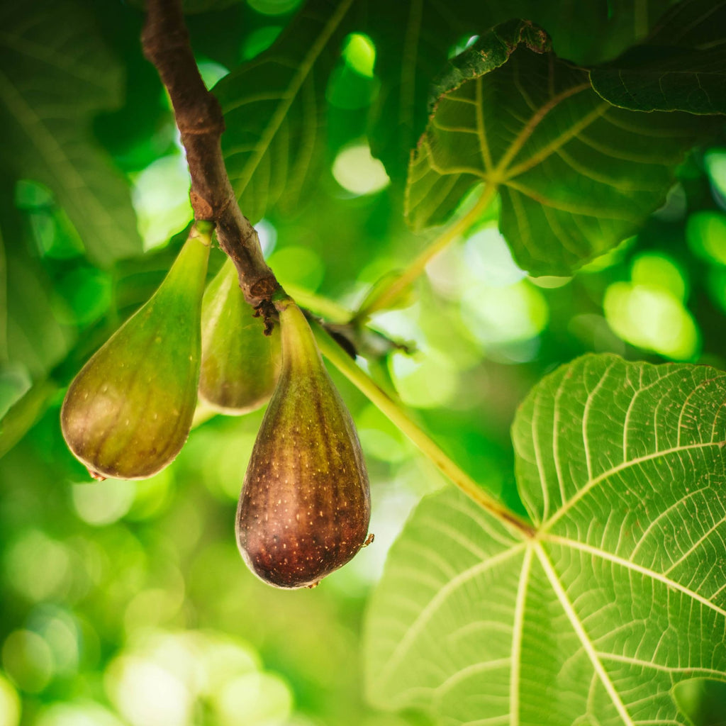 Celeste Fig Tree