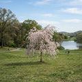 Weeping Yoshino Cherry Tree