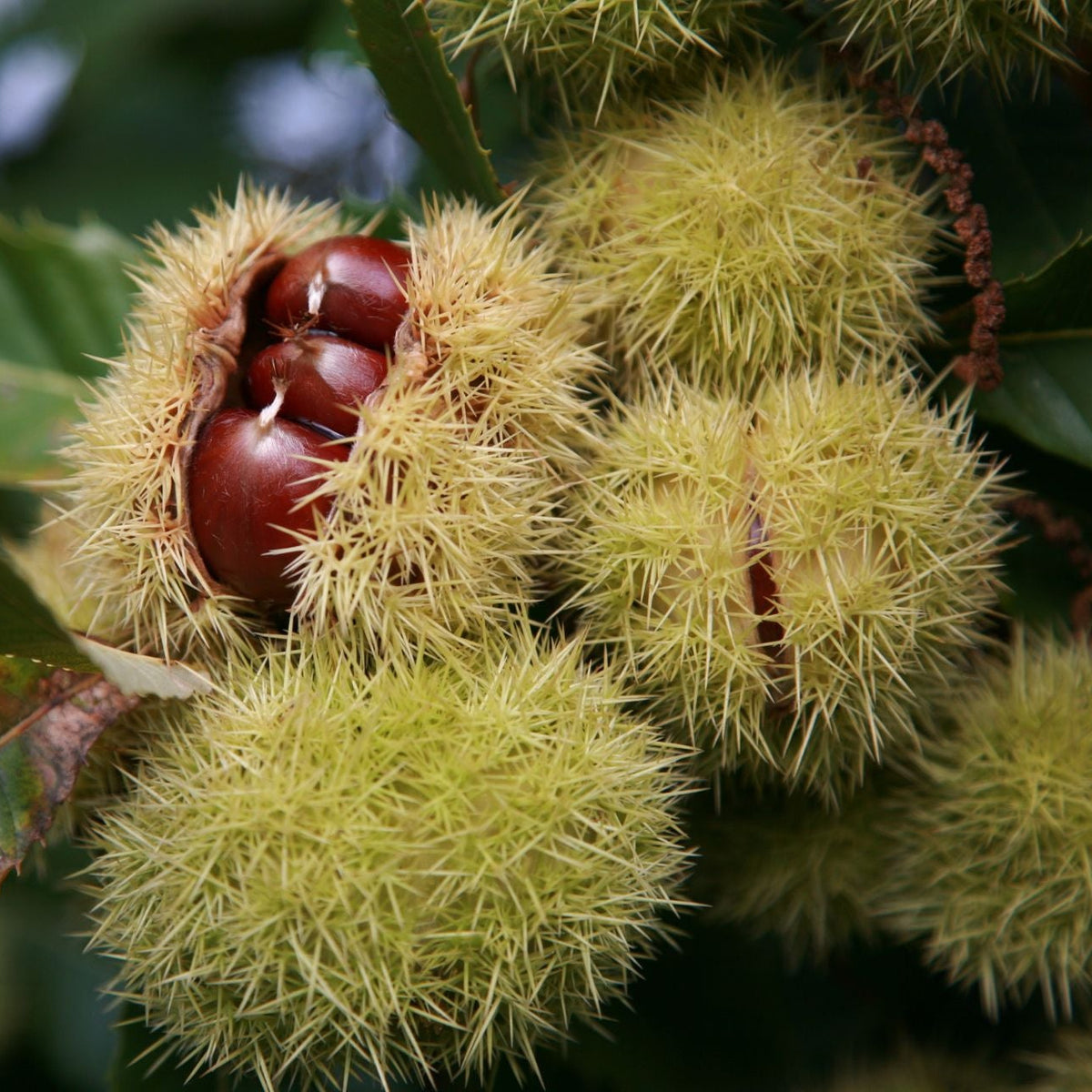 Close-up of a cluster of spiky green-brown chestnut husks with several dark brown chestnuts visible, hanging against dark green foliage. chestnuts