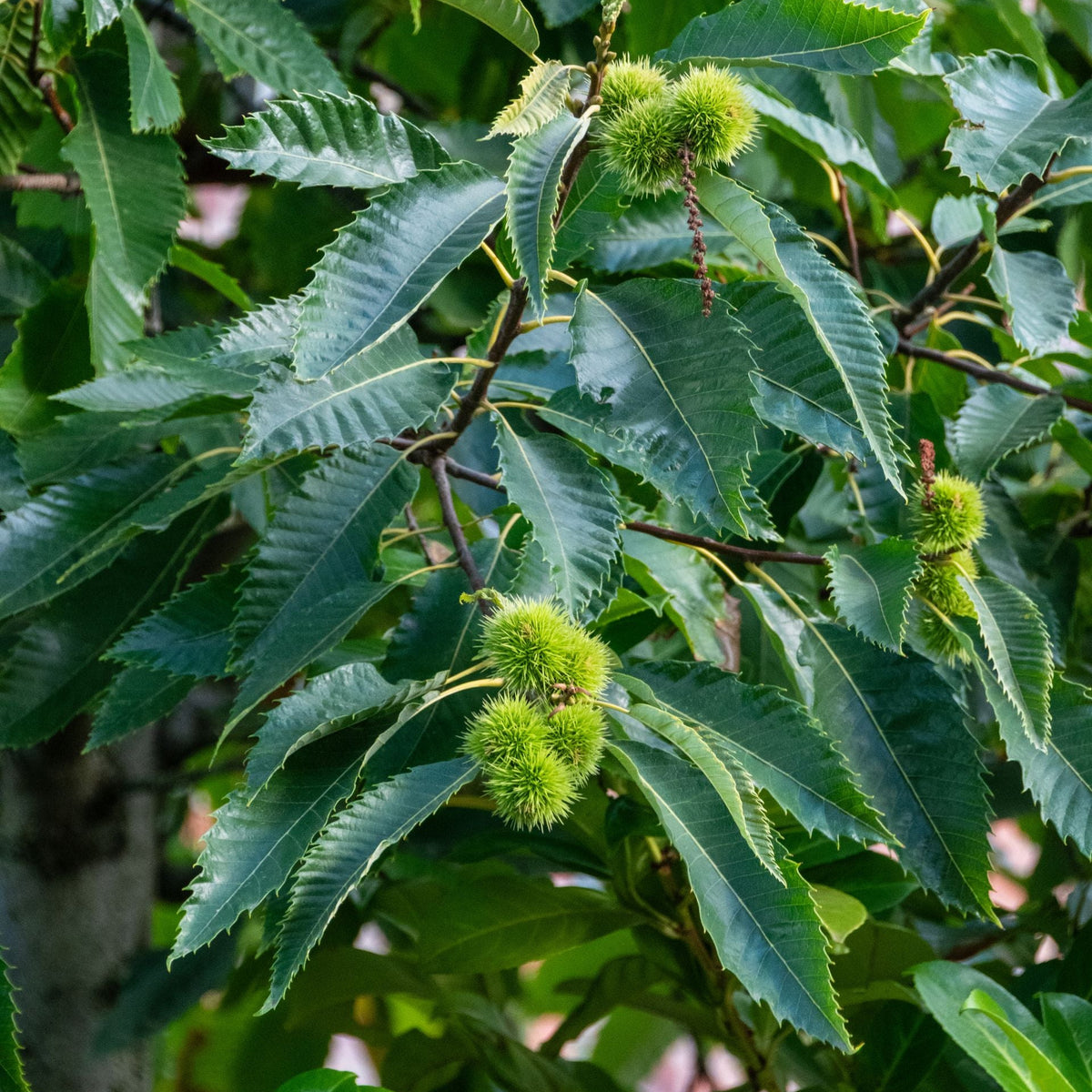 Close-up of green chestnut leaves and spiky green chestnut burrs on a tree branch. Chinquapin Chestnut