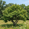 A leafy green tree with small yellow-orange flower clusters stands in a grassy field under a blue sky, with dense trees in the background. Dwarf chestnut tree