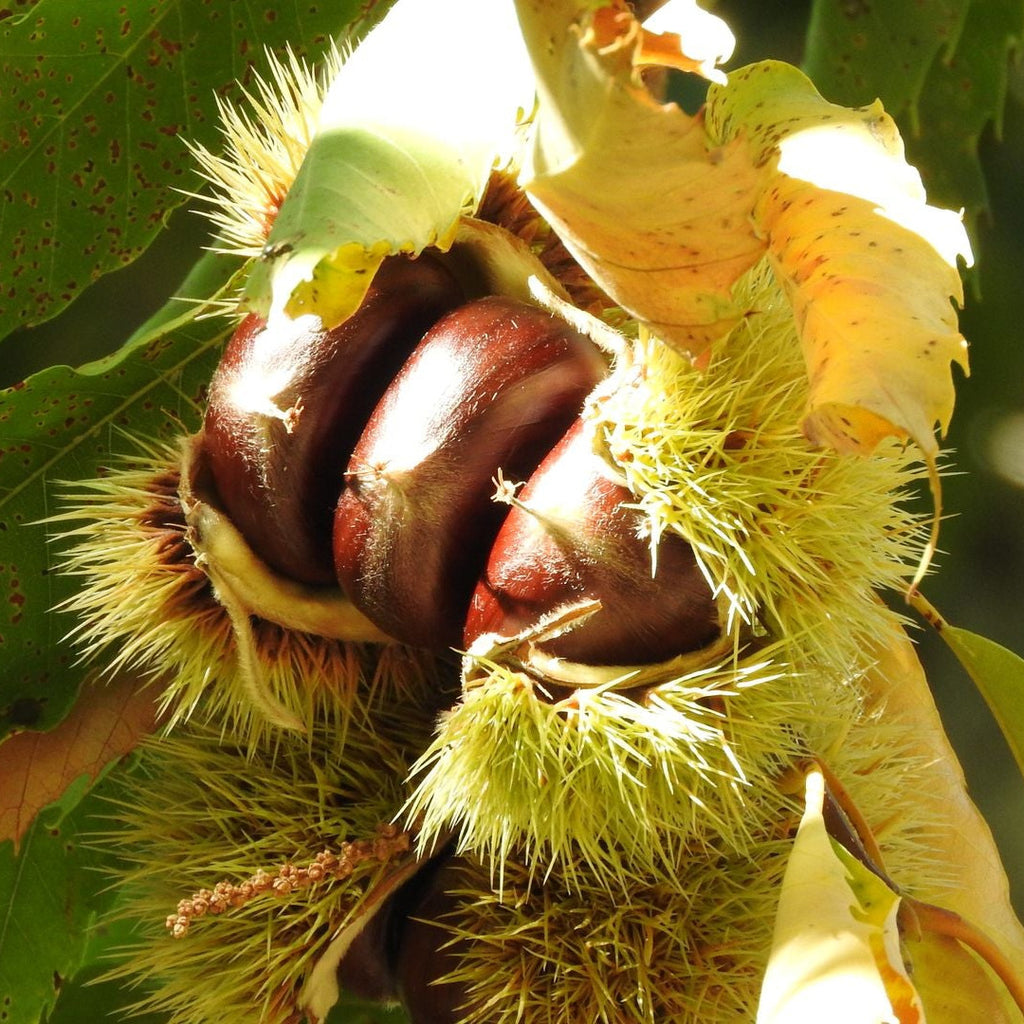 Hybrid American Chestnut Tree
