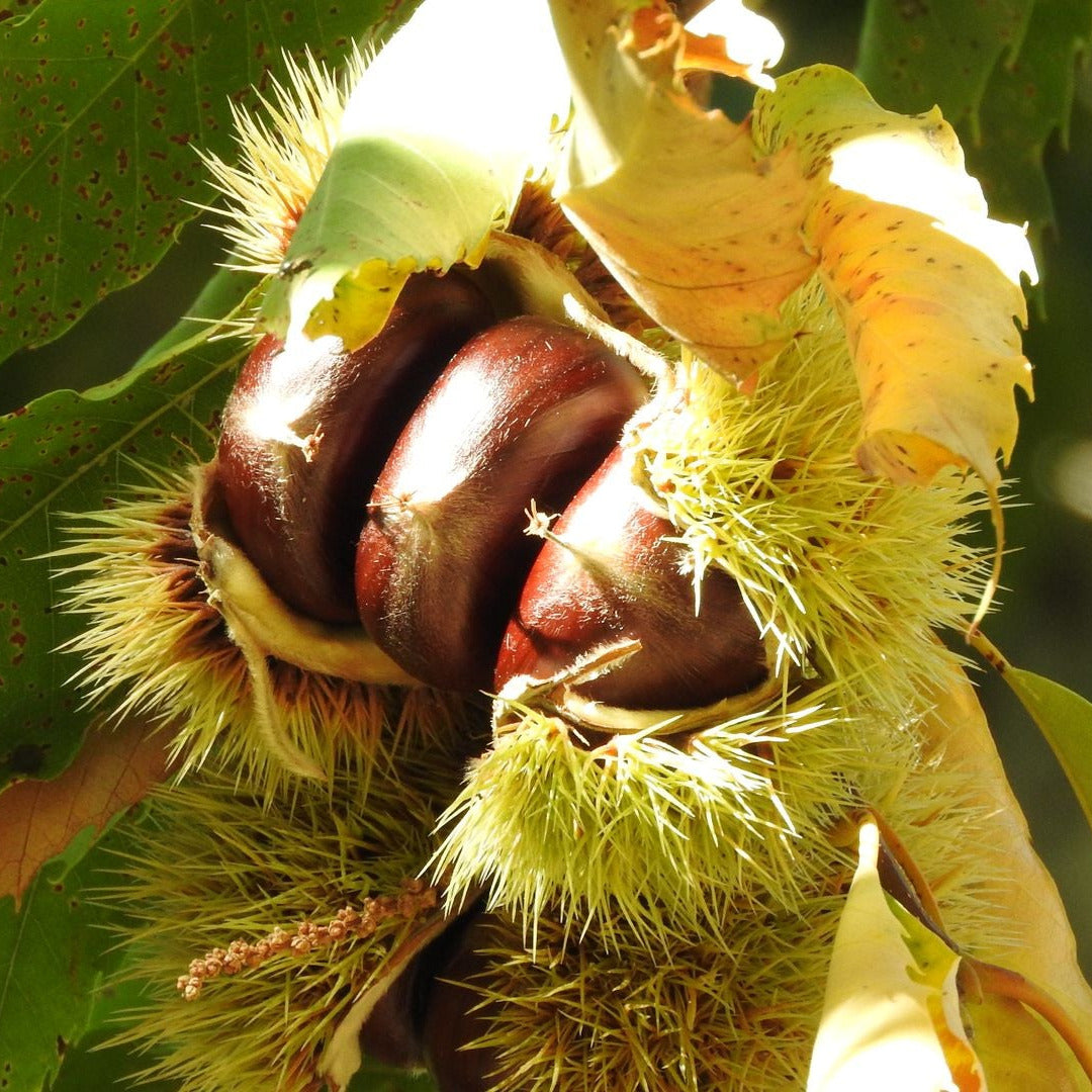 Hybrid American Chestnut Tree