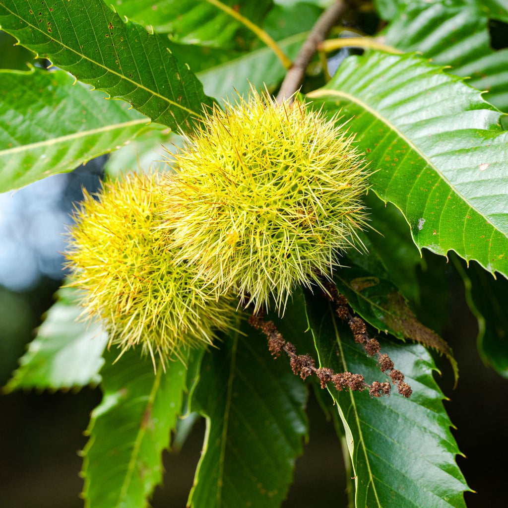 Hybrid American Chestnut Tree