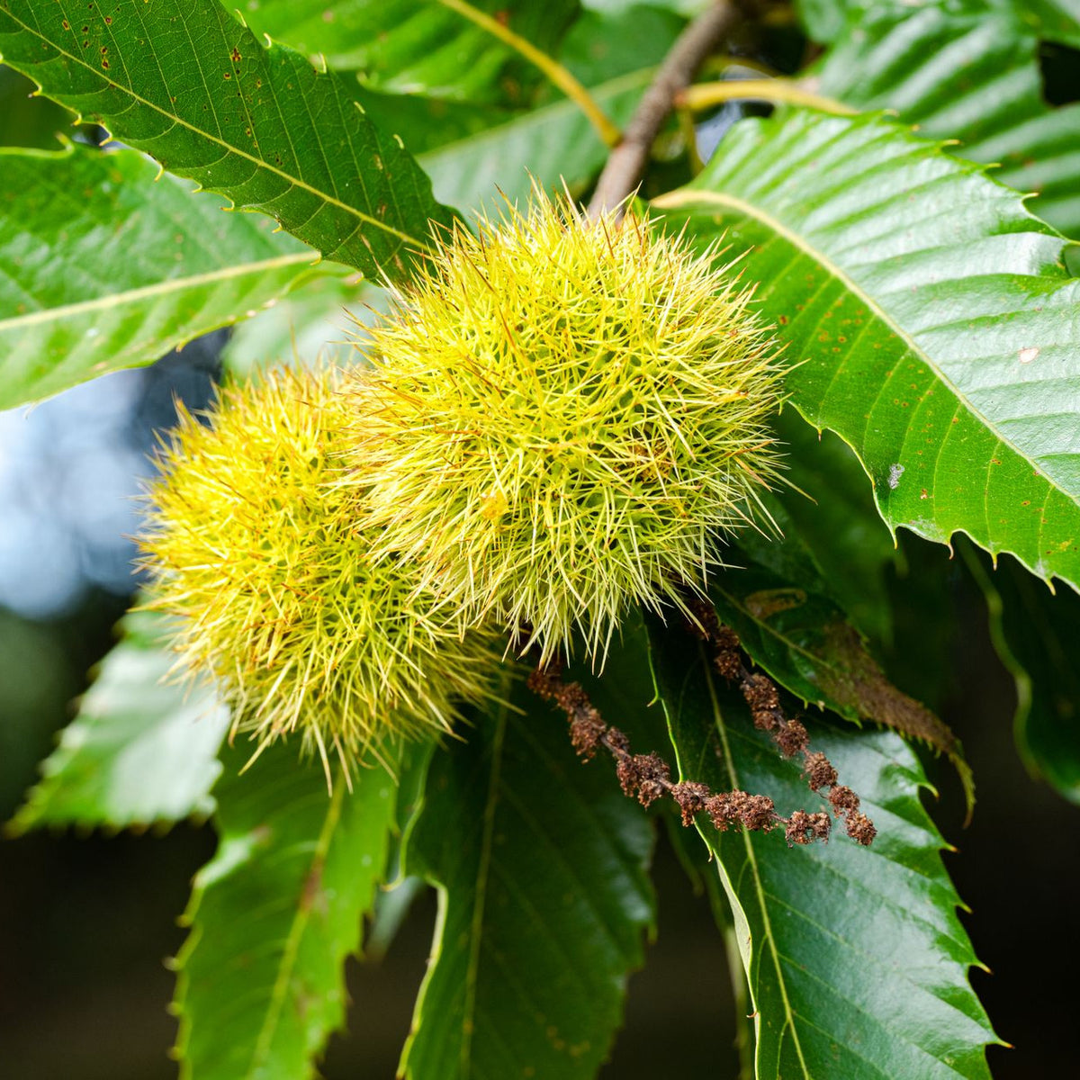 Hybrid American Chestnut Tree