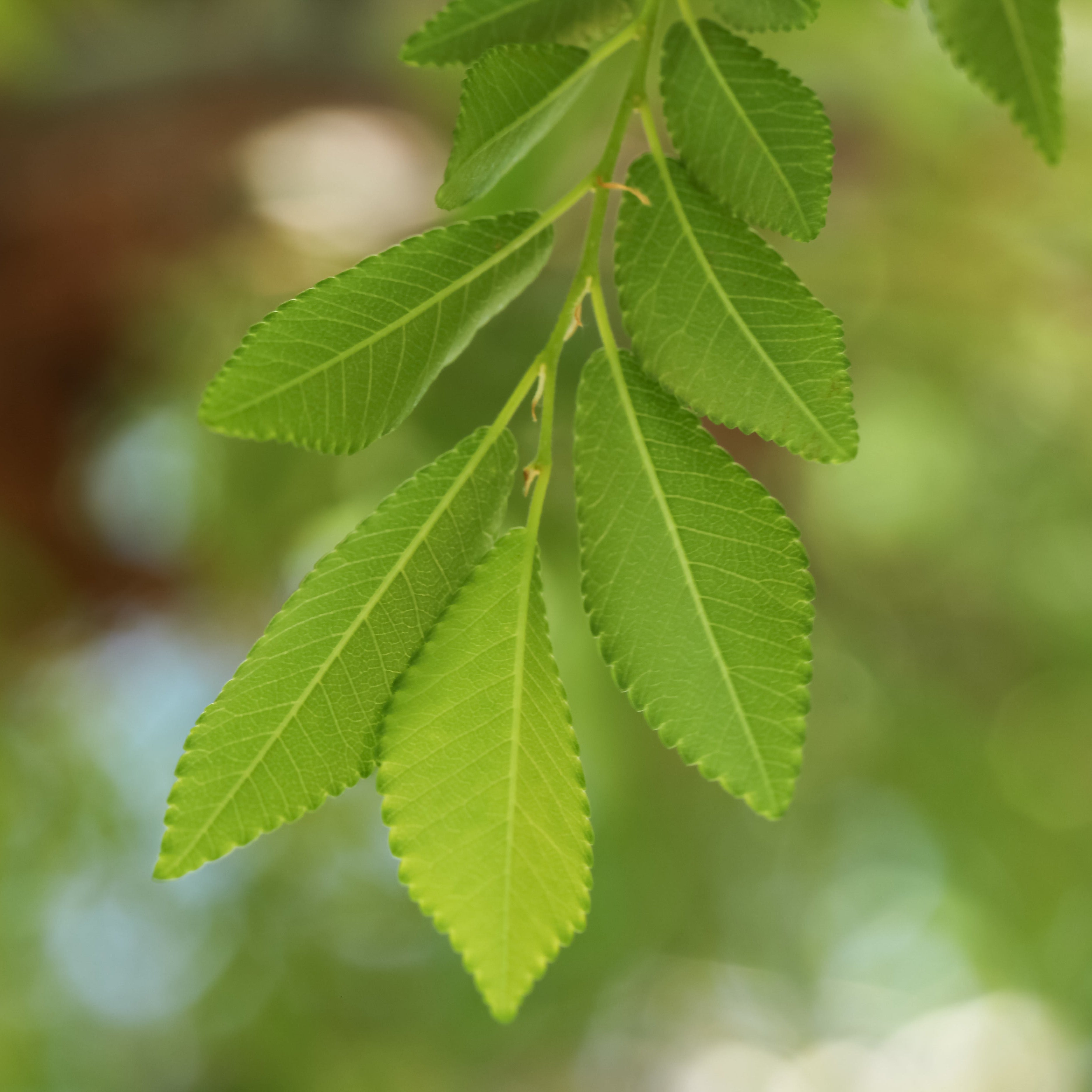 Chinese Elm Tree