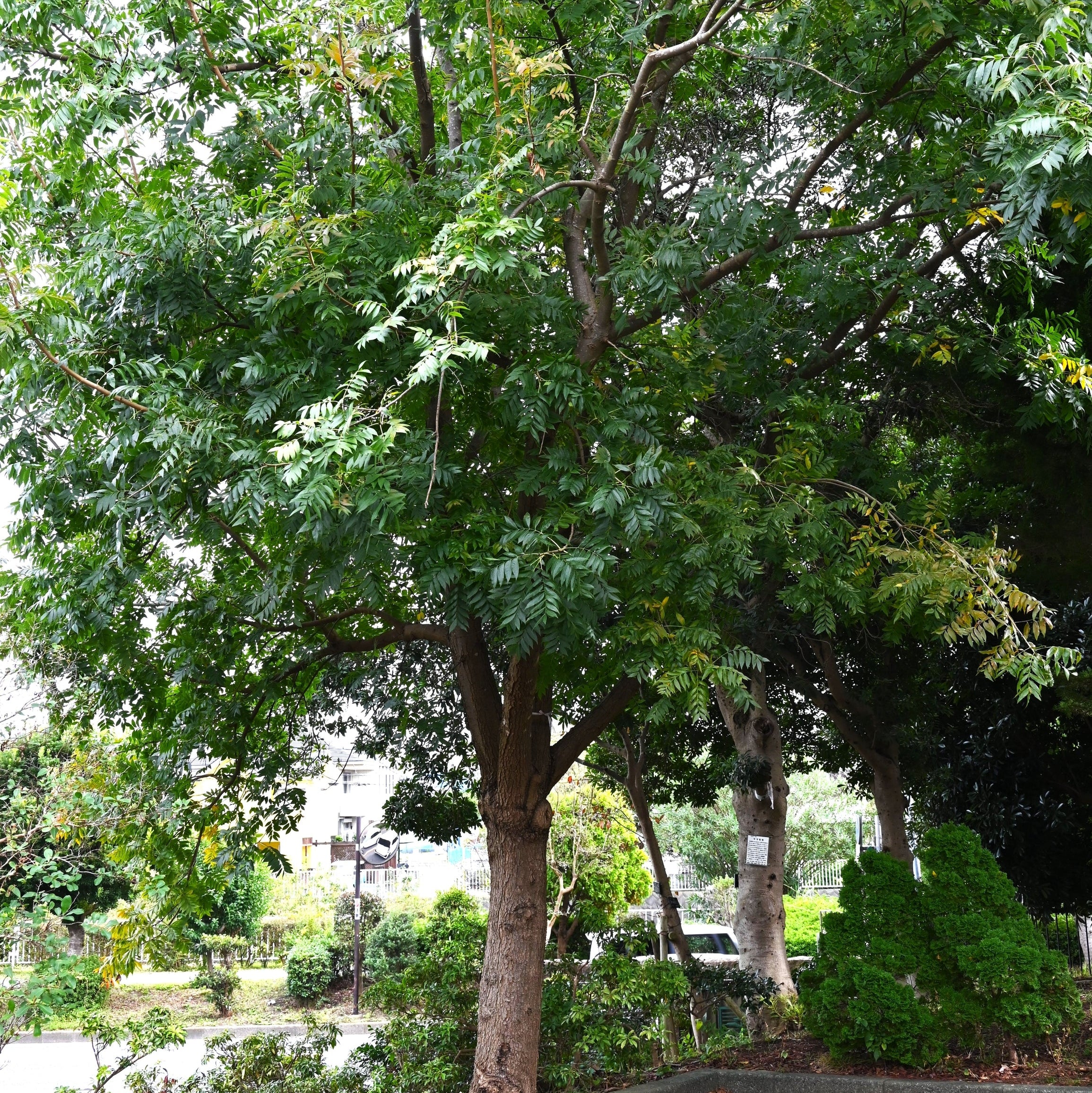 Chinese Pistache Tree