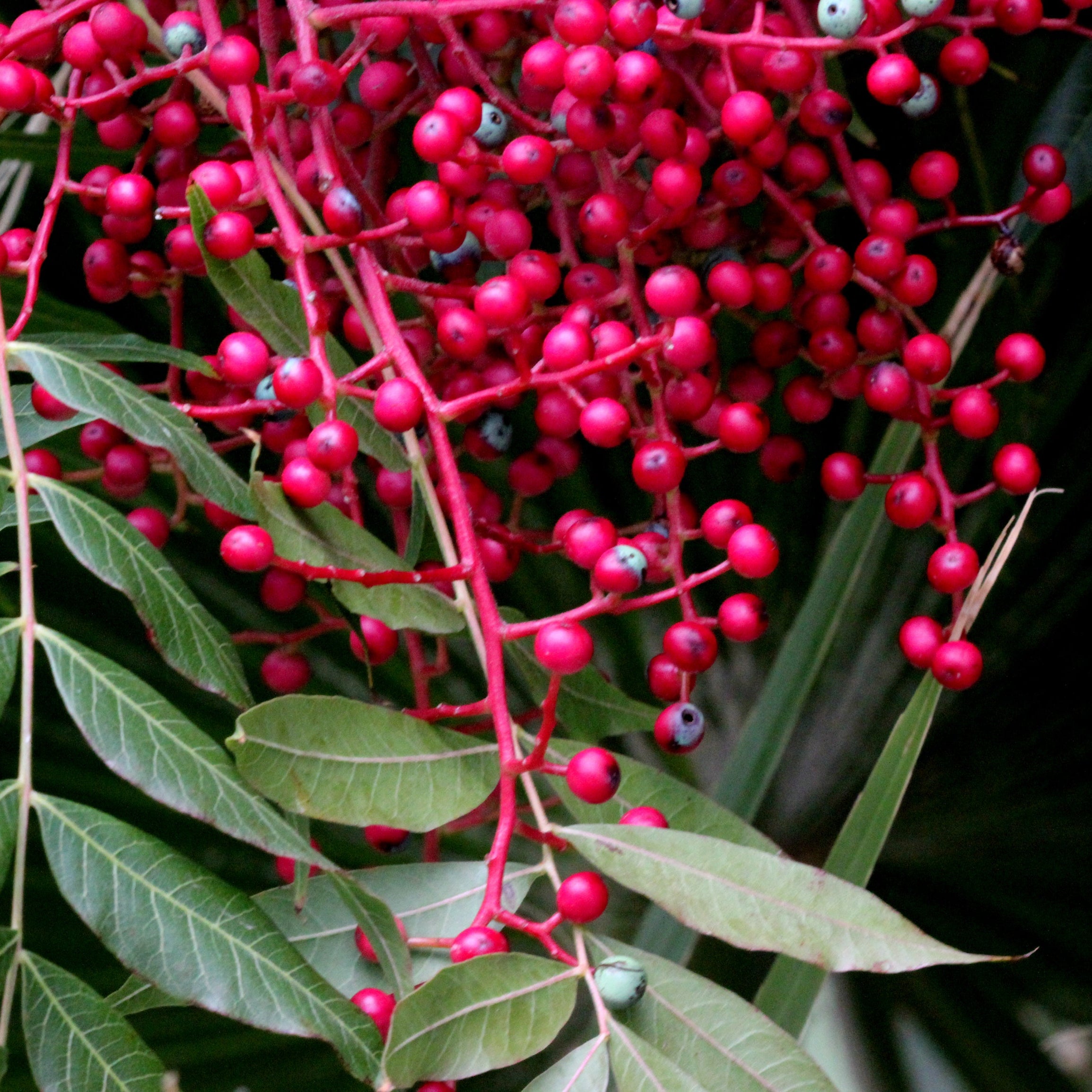 Chinese Pistache Tree