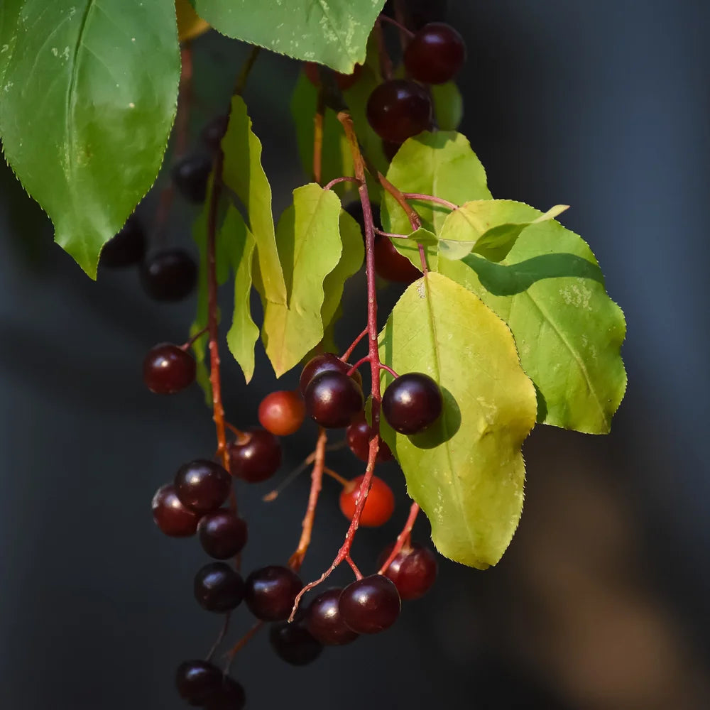 Common Chokecherry