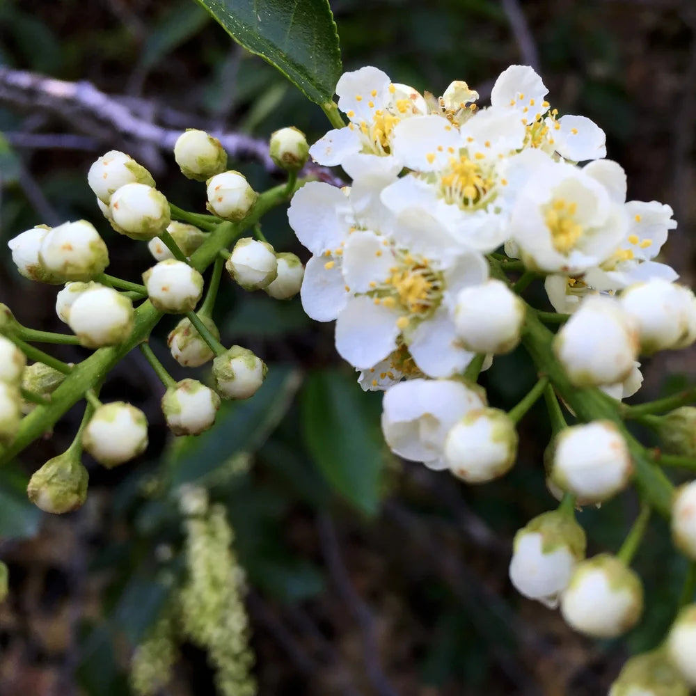 Common Chokecherry