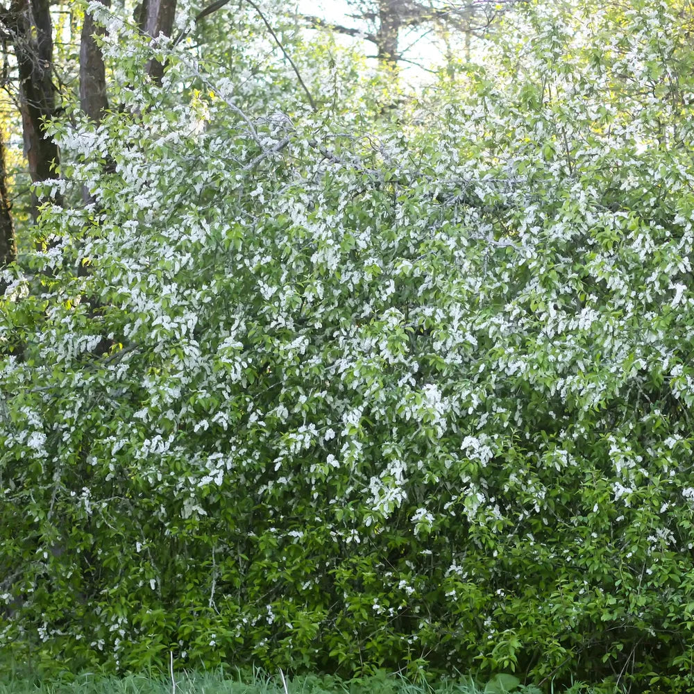 Common Chokecherry