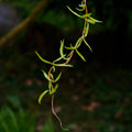 Chinese Corkscrew Willow Tree