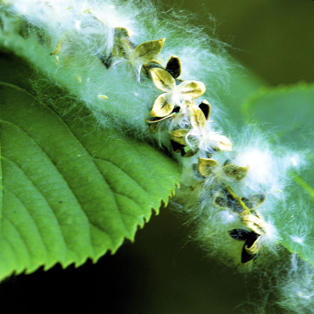 Close-up of green leaves with clusters of white fluffy seed pods and small yellow-green seed capsules on a blurred green background.