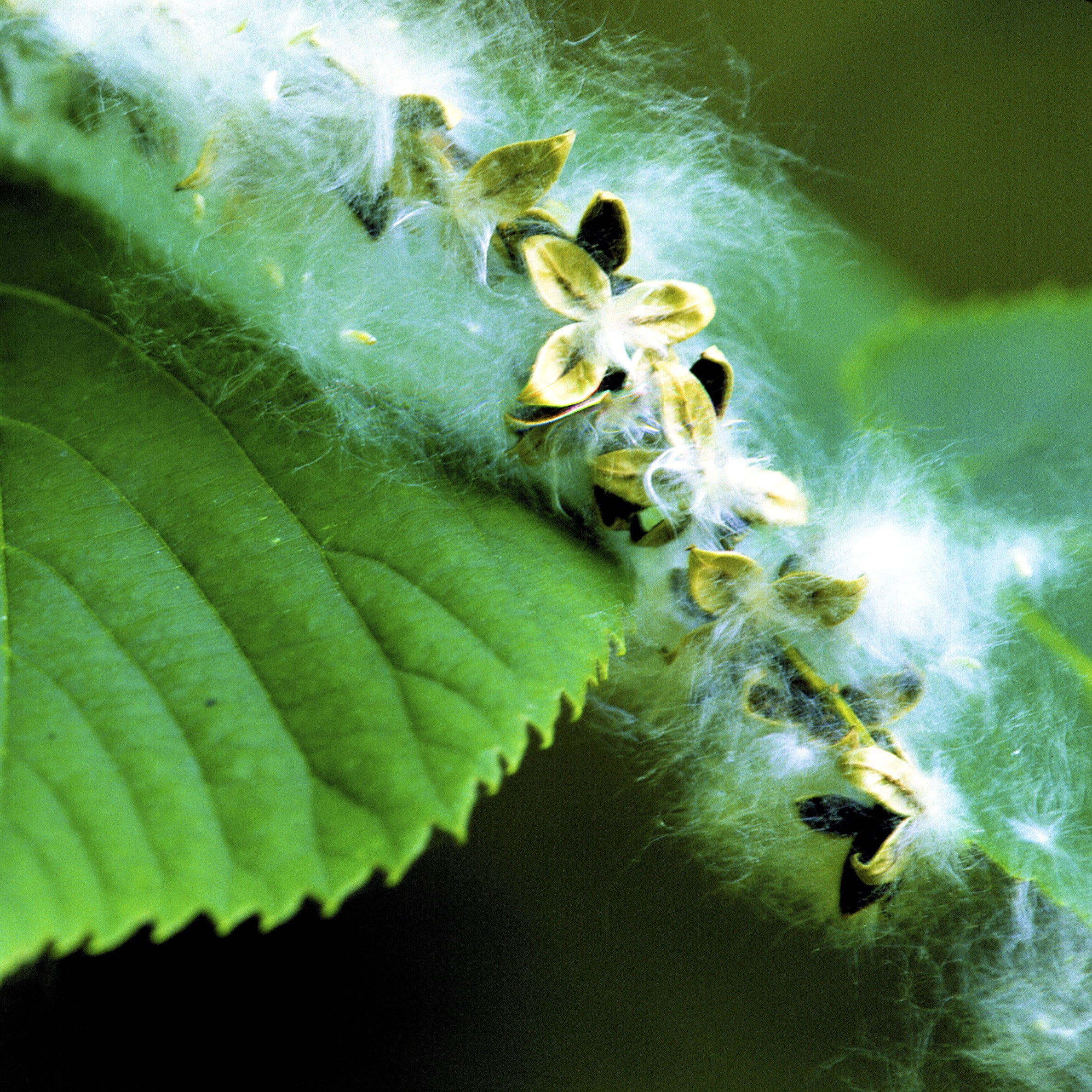 Close-up of green leaves with clusters of white fluffy seed pods and small yellow-green seed capsules on a blurred green background.