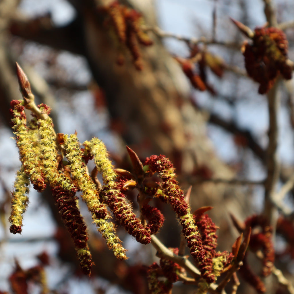 Close-up of catkins and budding leaves on a tree branch, with soft-focus branches and sky in the background.