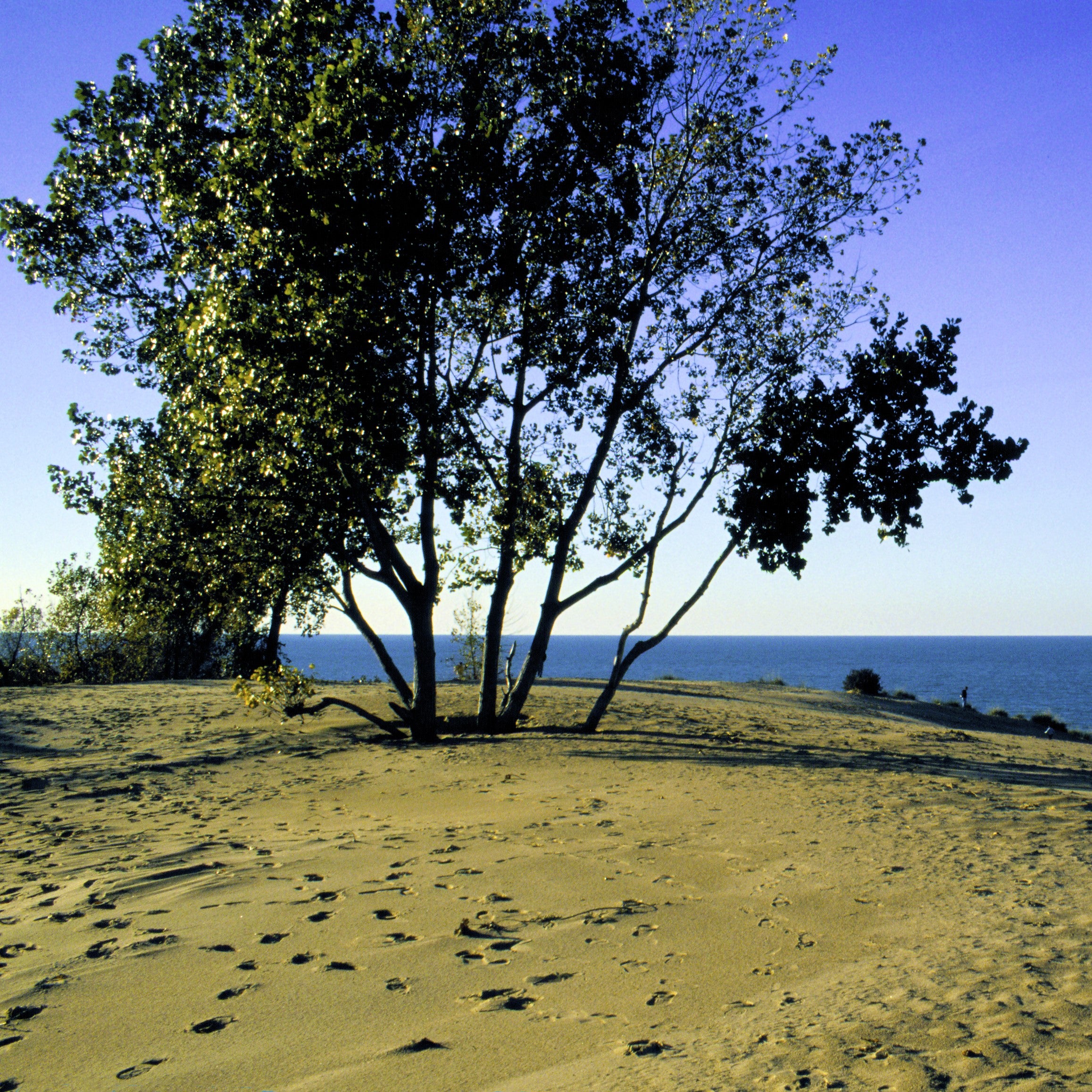 A scenic landscape photograph of a sandy dune with a large tree in the foreground, overlooking a calm blue body of water under a clear blue sky.
