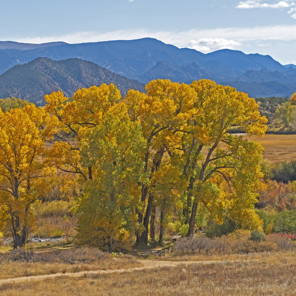 A scenic landscape photograph featuring vibrant golden yellow autumn trees in the foreground, with blue mountains and a light blue sky in the background.