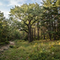 Eastern Cottonwood Tree