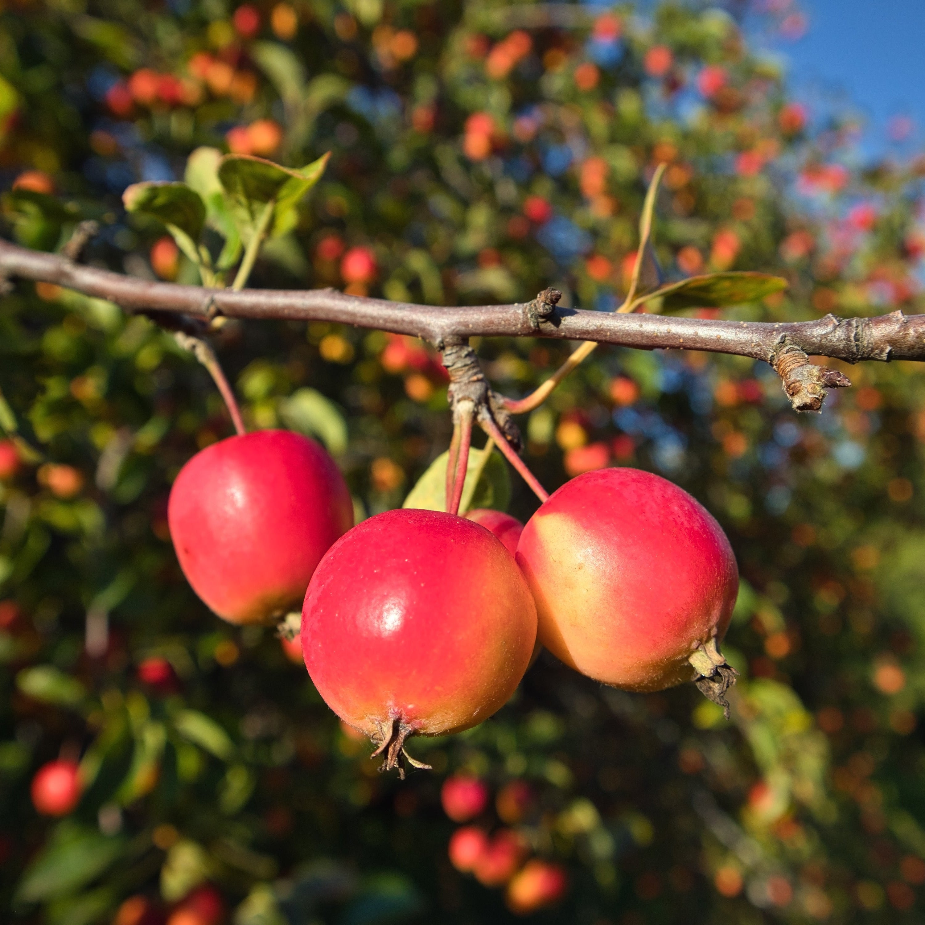 Red apples on a tree branch with a blurred background
