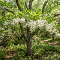 A forest scene with a flowering tree covered in clusters of small white bell-shaped blossoms, surrounded by green leaves and undergrowth.