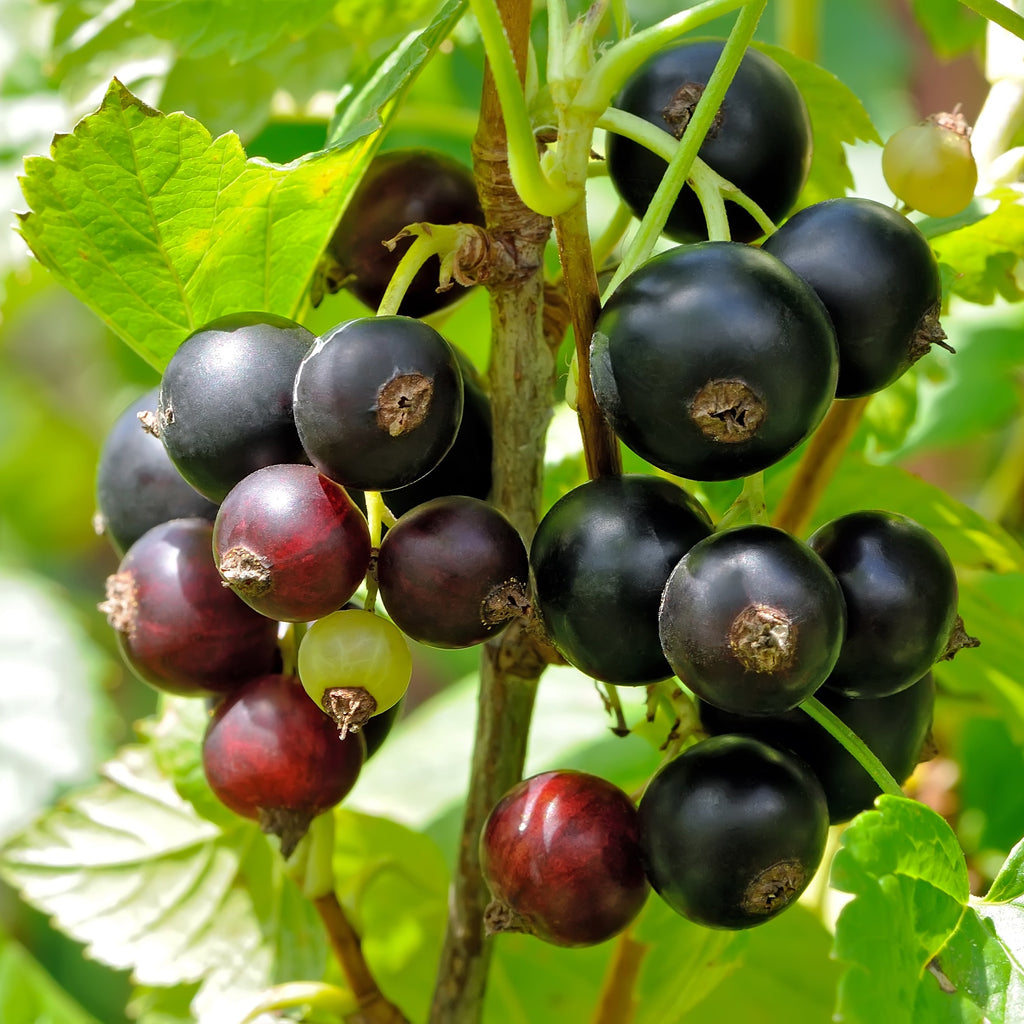 Black Currant Bush