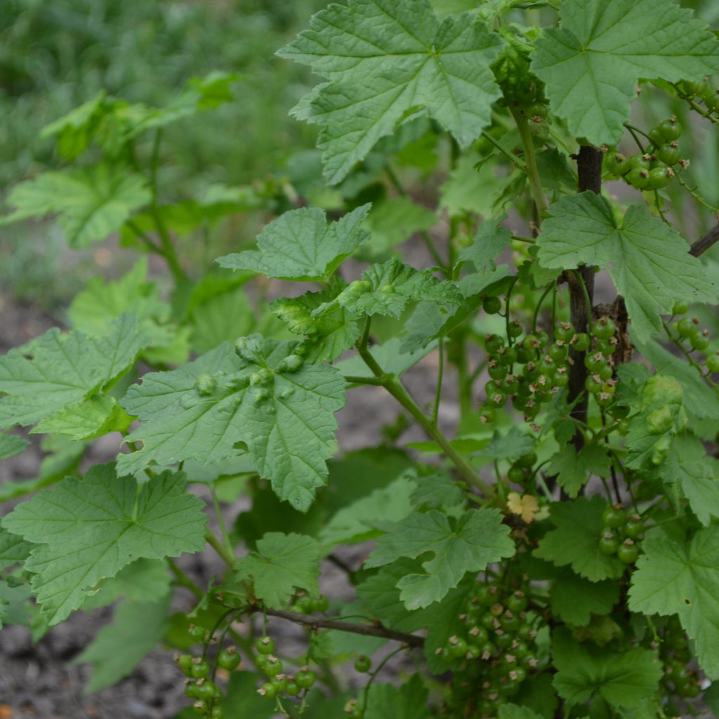 Black Currant Bush