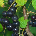 Black Currant Bush