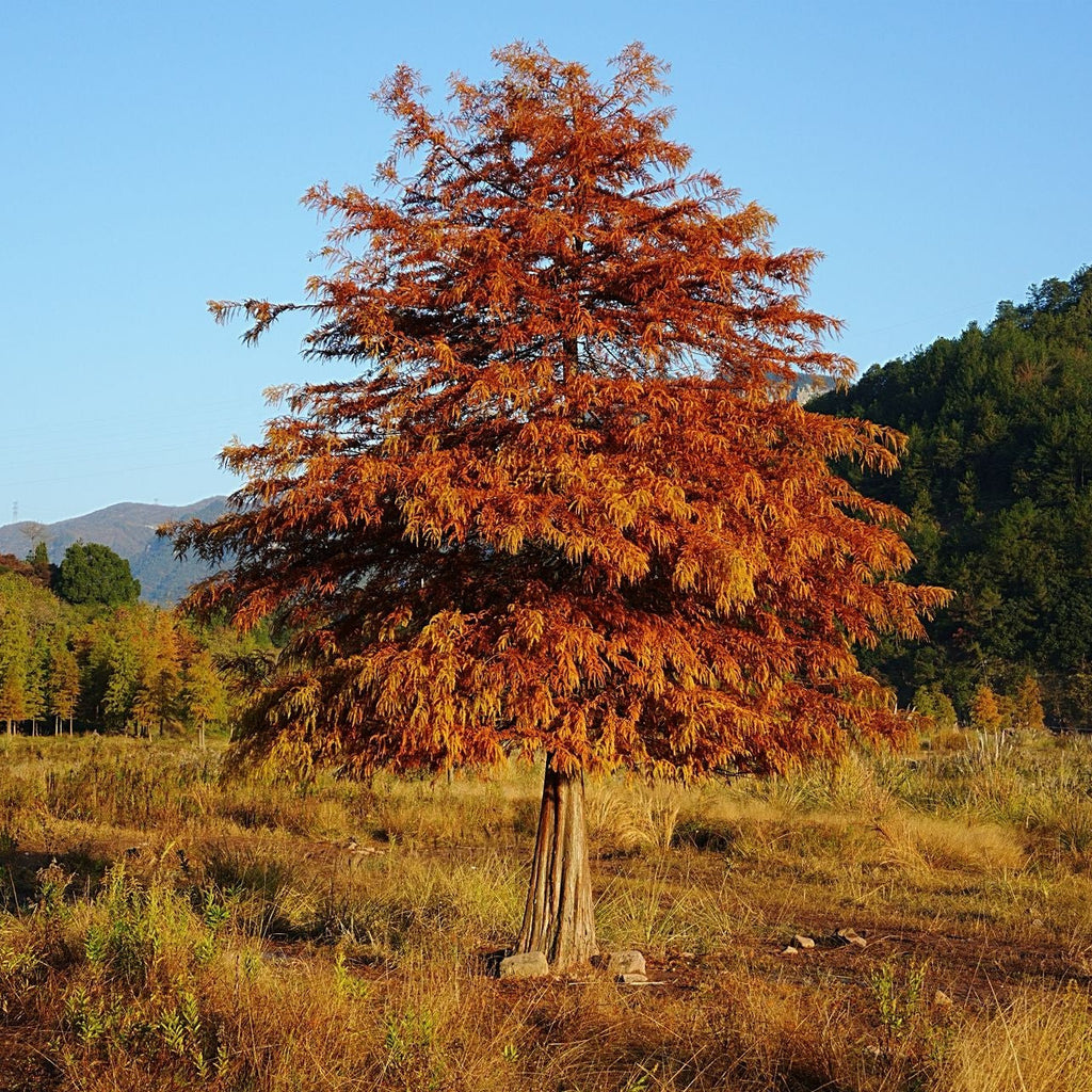 Bald Cypress Tree
